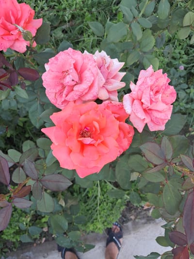 In Şekaftar, Kyrgyzstan, a close-up, overhead shot captures a cluster of three vibrant pink roses amidst lush green foliage. The flowers exhibit varying stages of bloom, with one rose in full bloom in the lower center, displaying a rich coral hue and intricate petal details. To its upper left, another partially bloomed pink rose is visible, its delicate petals tinged with light and shadow. A third, fully bloomed pink rose is positioned in the upper right, its petals speckled with darker pink markings. The surrounding leaves are a mix of deep green and reddish-purple, suggesting a mix of mature and new growth. The scene is set outdoors, with a hint of a concrete path and a person's feet wearing black sandals visible in the lower right corner, indicating a human presence in the environment.