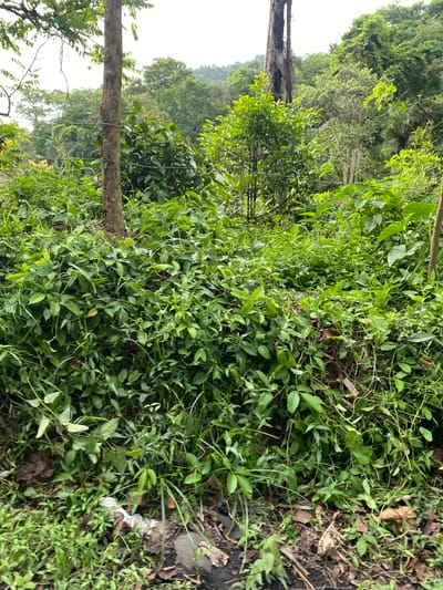 The scene is a dense, overgrown area in Paroy, Indonesia. The landscape is dominated by lush green vegetation, consisting of various plants and trees. A tree trunk lies horizontally across the middle of the frame, partially obscured by foliage. The ground is covered in a mixture of green plants, brown leaves, and soil. Debris, possibly plastic, is visible on the ground near the edge of the frame. The environment appears to be a wild, unkempt section of forest or jungle. No people are visible.