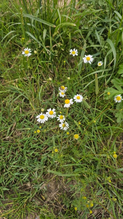 This is a close-up, high-angle shot of a patch of wild daisies and grasses. The scene appears to be a natural outdoor environment, possibly a meadow or roadside verge, given the abundance of wild flora. Several white-petaled daisies with yellow centers are visible, scattered amongst various types of green grass. Some of these daisies are in full bloom, while others are buds. Additionally, there are smaller yellow wildflowers and some seed stalks present. The lighting suggests it is daytime. There are no people or man-made structures visible in the image. The ground beneath the vegetation is partially obscured but appears to be soil and dried plant matter. No specific location in Silenrieux, Belgium can be identified from the visual information provided.