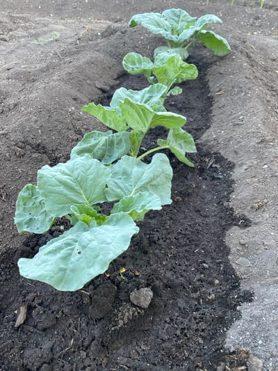 The image shows a young cabbage plant growing in dark, rich soil. The plant has several large, pale green leaves with slightly wavy edges and visible veins. The soil appears to be moist in some areas, suggesting recent watering or rain. The plant is positioned diagonally in the frame, with its leaves spread out over the soil. The background consists of more soil, with some dry, lighter-colored patches and small debris. There are no people or animals visible in the image. The lighting suggests it is daytime, with shadows cast by the plant and the surrounding environment. The setting appears to be an outdoor garden or agricultural field in Әуезов ауылдық округі, Kazakhstan. There is no visible text in the image.