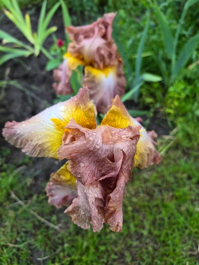 This detailed image, captured in Hlevakha, Ukraine, presents a close-up view of several irises in a garden environment. The prominent foreground iris bloom features petals in muted purplish-pink and yellow, transitioning to creamy white, all adorned with numerous small water droplets. The petals exhibit a textured, slightly crinkled appearance, indicative of maturity. In the soft-focus background, additional irises of similar coloration are visible. The surrounding environment consists of lush green grass, various soft-focus green plant foliage, and dark, moist soil patches. A small, out-of-focus red flower bud is discernible in the upper left quadrant. Natural, diffused light illuminates the scene.