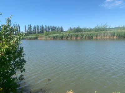 This media file depicts a serene waterscape under a clear blue sky, bathed in the bright light of day. The scene is dominated by a wide expanse of calm water, reflecting the sky and the lush greenery that lines its banks.
On the left side of the frame, a vibrant green tree with dark berries overhangs the water, its leaves creating a dense canopy. The water's surface is slightly rippled, suggesting a gentle breeze. Along the far bank, a thick line of reeds and tall grasses forms a natural barrier, interspersed with a row of slender, tall trees that stand like sentinels against the horizon. Beyond these trees, the landscape appears to recede into a hazy green expanse, hinting at fields or more distant vegetation.
The sky is a brilliant, cloudless blue, characteristic of a sunny day, likely during the warmer months. The overall impression is one of tranquility and natural beauty. There is no activity or event taking place; it is a still, observational shot of a natural landscape. The location context suggests this scene is in Pidhaichyky, Ukraine. No text is visible in the media file. The time of day is clearly daytime due to the bright lighting and the blue sky. The weather appears to be fair and sunny.