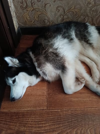 A husky dog lies on a wooden floor, resting its head on the floor near a wall with patterned wallpaper. The dog has black and white fur and appears to be relaxed. The environment is indoors, likely a home, with a dark brown doorframe visible to the left. The lighting suggests it is daytime. The image does not contain specific details about the city of Прибрежный ауылдық округі, Kazakhstan, only depicting an interior scene.