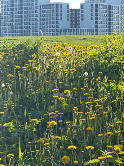 A ground-level view shows a field of dandelions in full bloom, with some having gone to seed. The yellow flowers and white seed heads are set against a backdrop of green foliage. Behind the field is a mown lawn and a large apartment building with multiple windows. The photo was likely taken in a park or green space in an urban setting, in the city of Troitsk, Russia. The scene shows no people, objects, actions, or interactions. The environment is primarily natural, with an urban element in the background.