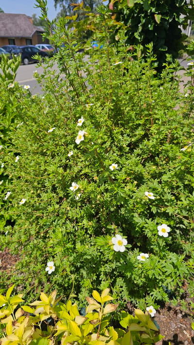 The image displays a close-up view of a dense shrub with small white flowers, likely in a garden setting. The shrub is abundant with green, serrated leaves and numerous delicate white blossoms, each with a yellow center. The foreground features a patch of bright yellow foliage from another plant, which contrasts with the green of the shrub. In the background, out of focus, are parked cars and a brick building, suggesting an urban or suburban environment. The scene is illuminated by bright sunlight, casting shadows and highlighting the textures of the foliage and flowers. The image was taken in Philippeville, Belgium.