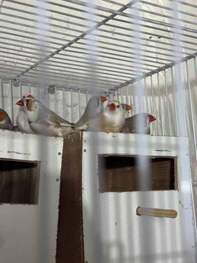 The image shows a group of finches in a cage. The finches are small birds with white and gray feathers and bright red beaks. They are perched on various levels of the cage, with some inside a wooden nesting box and others on the cage bars. The cage appears to be made of metal bars and a white material. The nesting box has two openings. One finch is hanging upside down by its feet, with its head pointing downwards. The lighting in the image suggests it might be indoors. The scene depicts the finches in their enclosure. There is no visible text in the image.