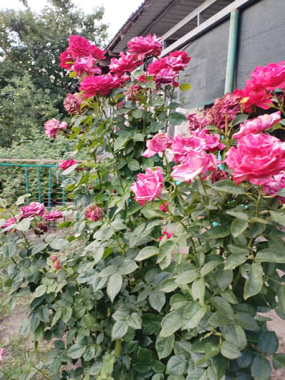 In a garden setting in Taganrog City District, Russia, a vibrant cluster of pink roses is in full bloom. The roses, with their layered petals and hints of white variegation, are the primary subjects, showcasing a variety of stages from buds to fully opened flowers, and some wilting blooms. The plants are lush, with abundant green foliage surrounding the blossoms.
In the background, the scene is framed by trees and foliage, suggesting a natural and slightly wild garden. A glimpse of a light-colored roof structure with a greyish awning or covering is visible above the roses, along with a turquoise metal fence or trellis. These elements hint at a residential or perhaps a public garden area. The lighting suggests it is daytime, possibly late afternoon or early evening, with soft, natural light illuminating the flowers. The overall atmosphere is one of natural beauty and the peak of summer blooming season, with a slightly overgrown, rustic charm. No people are visible in the image. There is no visible text.