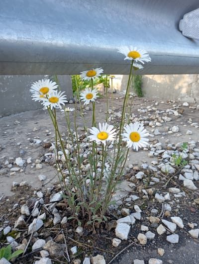 A cluster of white daisies with yellow centers grows from a patch of gravel and dirt beneath a metal guardrail. The guardrail is a prominent object, running horizontally across the top of the image. Its metallic surface is cool and somewhat reflective. The daisies are the primary subjects, with several blooms in various stages of openness. Their slender green stems rise from the rough ground, providing a contrast to the stark industrial element of the guardrail and the coarse texture of the rocks.

The ground is covered in a mix of small, irregularly shaped white and gray rocks, interspersed with patches of dry soil and some sparse, dry vegetation. The light suggests it is daytime, likely late afternoon or early morning, given the soft shadows and the bright, clear illumination on the flowers. The scene appears to be a roadside or an area adjacent to a paved surface, as suggested by the concrete-like material visible in the background and the presence of the guardrail. There are no people or animals visible. The overall impression is one of nature asserting itself in a somewhat utilitarian or man-made environment. The location context provided is Detkino, Russia.