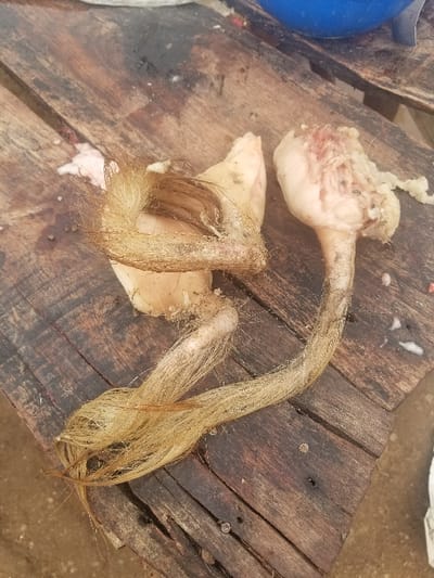 The image shows two pieces of raw meat on a wooden surface. The meat is pale pink and has long, light brown hair attached. The surface is made of wooden planks, some of which are cracked and worn. The coordinates provided place the location in Pati Ridge, Nigeria. The image appears to have been taken indoors, possibly in a kitchen or market stall. No people are visible in the image.
