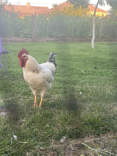 A white rooster stands on a grassy area in Vălcineț, Moldova. The rooster is facing left and appears to be alert. In the background, there are corn stalks and a building with a red roof. A tree is also visible to the right of the rooster. The scene is illuminated by natural light.