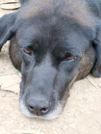A close-up, overhead shot captures the face of a black dog lying on sandy, dirt ground. The dog's head is angled slightly to the left, with its eyes partially closed and its muzzle resting on the ground. The dog has dark fur with some lighter grey hairs around its muzzle. Two white hairs are visible above its right eye. The ground is composed of light-colored sand and dirt, with a few dry leaves and pieces of debris scattered around. There is a hint of green material, possibly fabric or plastic, under the dog's left ear. The image provides a forensic, matter-of-fact depiction of the dog in its environment, without any indication of human presence or specific location within Gori, Georgia.