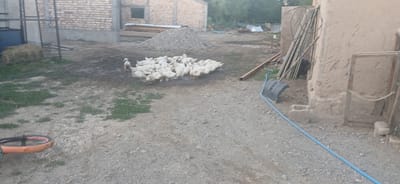 A flock of white ducks is gathered in a dirt yard. The ducks are mostly huddled together, with a few individuals foraging or standing apart. They appear to be in a rural or semi-rural setting. In the background, there is a brick building under construction or renovation, with stacks of lumber and a pile of dirt or gravel. A metal structure, possibly part of a fence or scaffolding, is also visible. To the right, there is a rough, earthy wall of a building, with some wooden planks and electrical wiring leaning against it. A blue hose runs across the ground, connected to a black, curved object that resembles a shovel head or a trough. In the foreground, a bicycle wheel with an orange rim lies on its side. The overall scene suggests an outdoor area with agricultural or construction activity. The lighting indicates it might be late afternoon or early evening, with soft shadows. No people are visible in the frame. The location context provided is Mihaylovka, Kyrgyzstan.