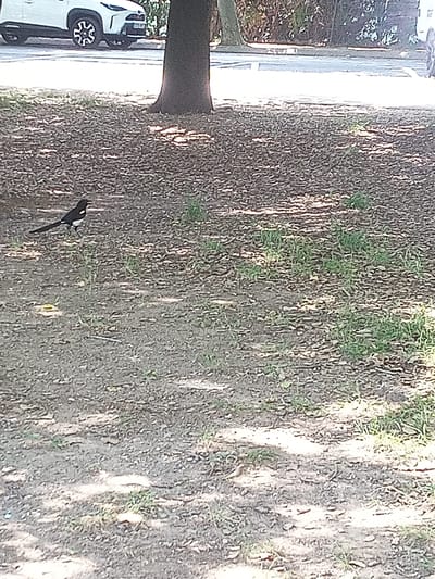 A black and white bird with a long tail stands on a ground covered with dry leaves and sparse green grass. The bird is facing left and appears to be in motion. In the background, a portion of a white SUV is visible, parked on the side of a road. A tree trunk stands to the right of the bird, casting a shadow. The scene is set outdoors, likely in a park or along a street in Banyoles, Spain, given the context.