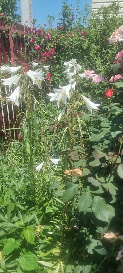 The image shows a garden with a variety of flowers and greenery. In the foreground, tall white lilies with long trumpet-shaped petals are prominent, with some in bloom and others appearing to be past their prime, with dried stems and leaves. Behind the lilies, there are bushes with pink and red roses, some in full bloom and others as buds or wilted. A wooden fence, painted a reddish-brown, is visible on the left side of the image, and part of a light-colored building with horizontal siding can be seen in the background on the right. The sky is clear and blue. The overall scene depicts a well-established garden in a sunny outdoor environment. The location is identified as Chernomorskiy, Russia, suggesting this is a residential or public garden in that area. There are no people or animals visible in the image. The lighting indicates it is daytime, likely midday, given the strong shadows.