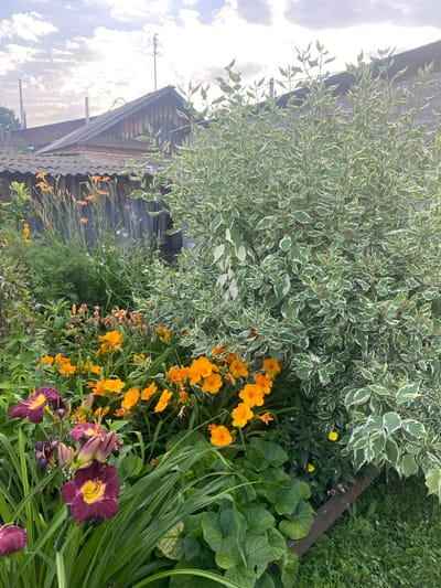 The image depicts a residential backyard garden in Sakmara, Russia, likely during daylight. A dense bush with variegated green and white leaves dominates the right side of the frame. In front of the bush, a variety of flowers bloom, including vibrant orange daylilies and deep purple daylilies with yellow centers. The garden is bordered by a wooden fence and some overgrown greenery. In the background, a rustic wooden building with a corrugated roof can be seen, along with a metal antenna on its roof. The sky above is partly cloudy. No people or animals are visible in the image.