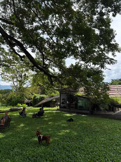 In Tambon San Phi Suea, Thailand, an outdoor seating area is depicted under the expansive canopy of a large tree. Several individuals are seated on chairs scattered across a manicured green lawn. Two dogs are present; one, a reddish-brown Irish Setter, stands in the foreground looking away from the camera, while another dark-colored dog lies down in the middle ground. In the background, a rustic building with a tiled roof and open-air sections serves as a cafe or restaurant, with visible patrons and service counters. The surrounding environment is lush and green, with dense foliage and distant mountains, suggesting a tranquil, natural setting within the region. The sky is partly cloudy.