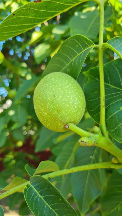 This is a close-up, eye-level, natural light photograph of a young, green walnut still attached to its branch. The walnut is spherical and a vibrant light green color, speckled with tiny white dots and a few small brown blemishes. It hangs from a thicker, light green stem, which is part of a larger branch system. The branch is surrounded by lush, green leaves, characteristic of a walnut tree. The leaves are elongated with serrated edges and prominent veins. The background is softly blurred, with dappled sunlight filtering through, creating bokeh effects of light blue and white, suggesting an outdoor setting on a bright day. There is no visible text. The overall impression is one of nature and growth, likely during the warmer months when the fruit is developing. Given the location context of Salhany, Ukraine, this image captures a typical scene from a rural or garden setting during the growing season.