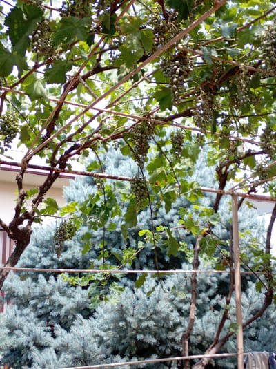The image shows a close-up view of a grape vine with many bunches of green grapes hanging from its branches. The vine is supported by a metal structure. In the background, there are trees with blue-green foliage, possibly pine trees, and a section of a light-colored building is visible to the left. The scene appears to be outdoors, likely in a garden or yard, with a focus on the grape harvest. The location is identified as Charvak, Uzbekistan.