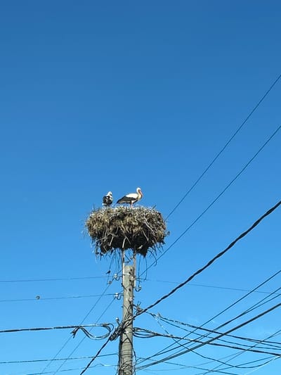 In Tankovo, Bulgaria, a large, messy bird's nest is situated atop a utility pole against a clear blue sky. Two storks are perched within the nest; one is larger and predominantly white with black wing tips and a red beak and legs, while the other is smaller, darker, and facing away from the camera. Several smaller birds are visible on the tangled wires below the nest. The wires are numerous and crisscross in front of the blue sky, obscuring the background. The utility pole itself is visible supporting the nest and wires.