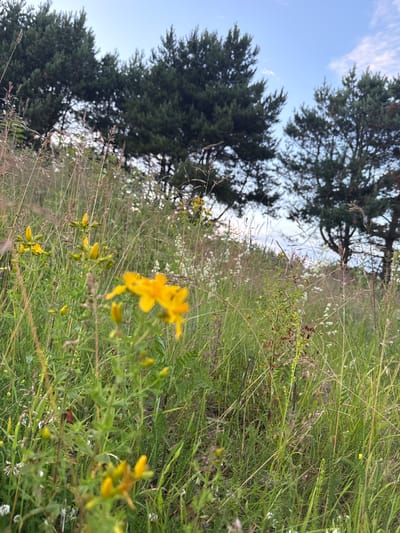 The image depicts a close-up view of a grassy hillside in Rohuneeme, Estonia, with a prominent focus on wild yellow flowers. The foreground is dominated by tall, green grasses and several stalks of yellow St. John's wort flowers, some in bloom and some in bud. The background reveals a line of dark green coniferous trees against a hazy sky with a few wispy clouds. The overall impression is a natural, outdoor scene, likely in a rural or semi-rural setting within the specified location. There are no people or animals visible in the frame.