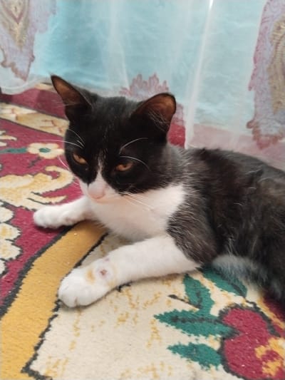 A black and white cat lies on a patterned carpet in front of a light blue curtain with a floral pattern. The cat is facing to the left of the frame with its head slightly turned towards the viewer. Its eyes are amber colored and it has white whiskers. The carpet has a red, yellow, and green floral design. The background curtain is light blue and has a white floral pattern. The scene appears to be indoors, likely in a residential setting in Tinchlik, Uzbekistan.