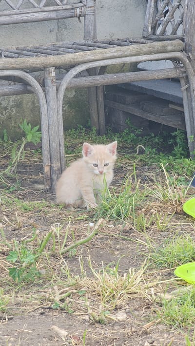 This image depicts a domestic kitten situated outdoors in the city of Tsarkva, Bulgaria. The kitten, light cream or pale orange in coloration, is positioned centrally in the lower half of the frame, seated on disturbed earth amidst sparse green and dry brown grass and plant debris. It faces slightly to the right of the viewer, with its gaze directed forward. To the left and behind the kitten, a weathered wooden structure, appearing to be crafted from interwoven branches, stands against a textured light grey wall, possibly concrete or stucco. Further to the right and behind the kitten, the wooden structure continues, obscuring a stack of dark, rectangular slabs. In the lower right corner, a portion of a bright lime green object, possibly a plastic container, is visible on the ground. The scene is illuminated by natural light, indicating an daytime setting. No human presence is observed.