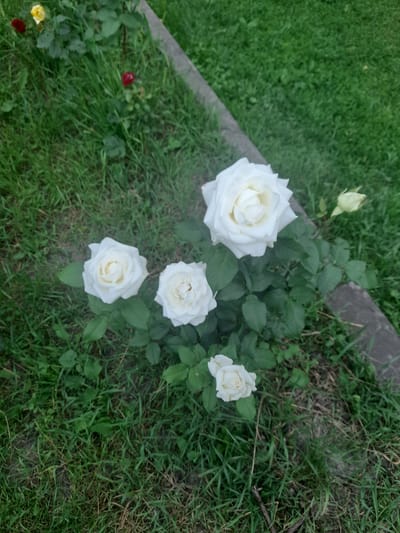 In Kliushnykivka, Ukraine, a close-up, slightly overhead shot captures a rose bush with several white roses. One large, fully bloomed white rose is prominent in the center, with three smaller white roses visible below and to its left. A single, unbloomed light green rose bud is also present to the right of the main rose. The roses are situated among green foliage and surrounded by lush green grass. A gray concrete edge runs along the right side of the frame, separating the grassy area from an unseen space. The background is a blur of green, suggesting more grass or vegetation. The lighting is diffused, indicating an overcast day or shade.