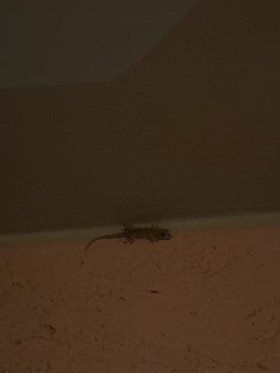 A small, light-colored gecko is perched on a textured, light orange wall, its body angled to the right. The gecko's tail curves upwards. Above the wall, the surface transitions to a darker, textured ceiling. The scene is dimly lit, with shadows obscuring finer details. The image appears to be a close-up of a domestic or outdoor wall in Biddeputzi/Villaputzu, Italy.