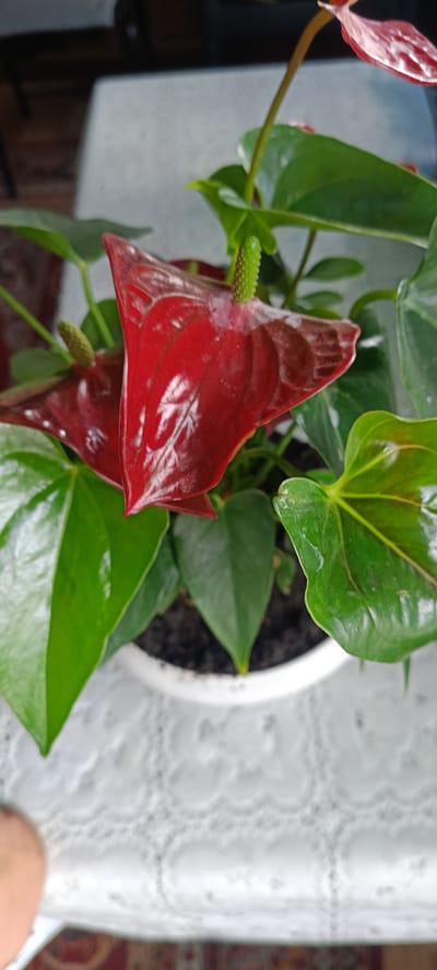 An anthurium plant with vibrant red spathes and green leaves is displayed in a white pot. The pot sits on a white, lace-patterned tablecloth, which is placed on a table. The background is blurred, showing hints of dark furniture and a wall. The overall scene suggests an indoor setting, likely a home in Каменное, Russia.