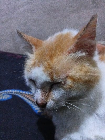 A close-up shows a resting cat. The cat has orange and white fur, with the orange concentrated on the top of the head and ears. Its eyes are closed, and the cat's face displays tranquility. Whiskers are visible near the nose. The cat rests on a surface with a blue and brown patterned edge against a textured, light grey background.