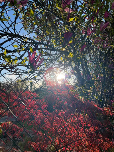 This image presents a vibrant natural scene viewed through a chain-link fence, which diagonally bisects the frame from the lower left to the upper right. On the left side of the fence, lush green foliage is intermingled with striking pink and purple magnolia-like blossoms, set against a clear blue sky. On the right side, the frame is filled with dense, brilliant red foliage, characteristic of a Japanese maple.
The sun is prominently featured near the center of the image, just behind the fence and foliage, casting a bright starburst effect and creating strong backlighting. This suggests a sunny day, likely morning or late afternoon, given the angle of the sun. The weather appears clear with no clouds visible beyond the bright sky. There is no human activity taking place, nor is there any visible text in the image. The scene is situated in Foetz, Luxembourg.