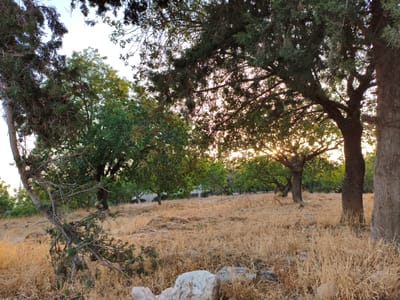 The image depicts a dry, grassy field with scattered trees. The foreground features dry, golden grass and a few large rocks. In the midground, several trees are visible, some with dense green foliage and others with sparser branches. The setting sun filters through the branches of the trees, creating a warm, dappled light. The overall impression is one of a natural, undeveloped landscape, possibly an orchard or a rural area. The provided metadata indicates the location is Al Behat, Jordan.