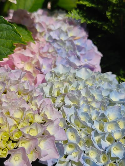 The image is a close-up, high-angle shot of a cluster of hydrangeas. The flowers display a gradient of colors, transitioning from soft pink and lavender to pale blue and yellow. Some green hydrangea leaves are visible in the upper left corner, and dark green foliage is present in the upper right background. The focus is sharp on the flower petals, revealing their delicate texture. The overall lighting suggests a bright, sunny day. This photograph was taken at the "Drei Linden" park in Georgsmarienhütte, Germany.