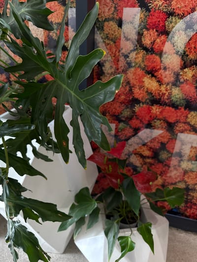 The image depicts an indoor scene with lush green plants, including a large, deeply lobed leaf from a Philodendron Selloum and smaller leaves from an Anthurium plant with bright red spathes. These plants are housed in geometric white planters. Behind the plants, a wall features a vibrant, abstract mural with a pattern resembling colorful autumn foliage in shades of red, orange, and yellow. Overlaid on the mural are faint, transparent white letters, possibly part of a logo or branding, that spell out "WO" with a partially visible "K" or "X" to the right. The lighting suggests an ambient indoor setting. The scene does not contain any people. The location is specified as Lin'an District, China.