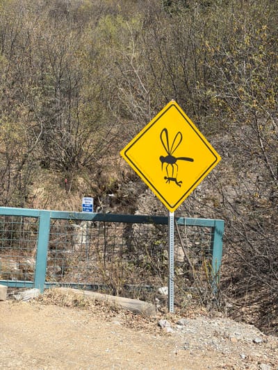 This image, likely oriented vertically, captures a yellow, diamond-shaped warning sign prominently displayed outdoors. The sign features a humorous black pictogram of a large mosquito or biting insect carrying a small human figure, suggesting a prevalence of insects in the area. Along the bottom edge of the sign, faint text reads "Denali Lodge • Denali Bluffs Hotel", and along the left edge, "denalilodge.com" is visible.

The sign is mounted on a metallic post, which stands behind a dark green metal fence or railing with a mesh design. To the left and behind the fence, the background is dominated by dense, dormant deciduous vegetation, characterized by numerous bare branches and some sparse, light green buds, indicative of late winter or early spring.

Attached to the fence below the yellow sign is a smaller blue and white sign, which reads "DRINKING WATER SOURCE PROTECTION AREA". To the right of the fence and in the foreground, there is a light-colored gravel path or dirt road. The scene is brightly lit by natural daylight, suggesting a clear, sunny day. The overall setting appears to be a natural or semi-natural environment, consistent with a park or trail area within Denali National Park and Preserve, United States.