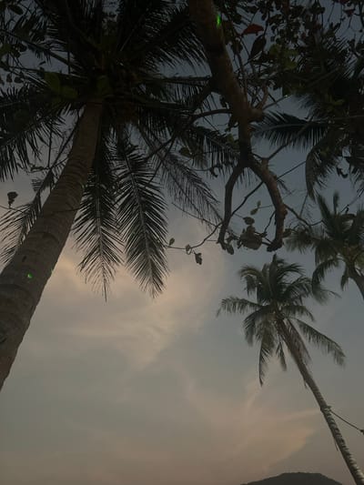 The image depicts an upward-looking view through a tropical tree canopy at an unspecified location within the city of Preah Sihanouk, Cambodia. The scene is illuminated by the fading light of dusk or the emerging light of dawn, casting the trees into silhouette against a gradient sky that transitions from a lighter, warmer tone near the horizon to a darker, cooler blue-grey overhead.

In the foreground, a prominent, textured palm tree trunk extends vertically along the left side, with its fronds fanning out towards the center and right. Several small, bright green, circular light spots are visible on this trunk and its foliage. Towards the upper center, a second tree with distinctive, gnarled, dark branches and some scattered leaves is interwoven with the palm fronds. This tree also exhibits similar green light spots on its branches and leaves. Further in the background, additional palm trees are visible, some bearing small, round coconuts. Another cluster of green light spots is present among these distant palm fronds. The lower right portion of the image reveals the dark, undulating outline of a hill or mountain range against the lighter part of the sky. No human subjects or discernible human activities are present. The environment suggests a natural, outdoor setting, likely near a coastline or tropical landscape.