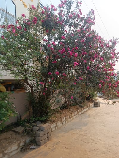 A brightly lit daytime shot shows a row of flowering bushes next to a building in Kothacheruvu, India. The bushes are predominantly green with numerous pink flowers scattered throughout. The first bush on the left is smaller and somewhat denser, while the others are more spread out. A low wall made of light-colored bricks lines the base of the bushes, and stacks of gray bricks are positioned irregularly near the wall. A sidewalk or road stretches out in front of the bushes, catching the sunlight. The building is visible behind the bushes, featuring a light-colored exterior with some decorative details. Power lines are strung in the background against the sky.