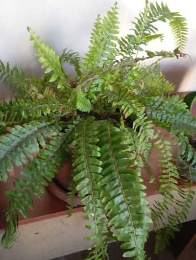 A close-up, high-angle shot shows a vibrant green Boston fern in a terra cotta pot, positioned on a shelf or ledge. The fern is lush and full, with long, arching fronds covered in small, serrated leaflets. Some of the fronds exhibit slight browning or drying at the tips, suggesting they may be older or have experienced minor stress. The pot is a deep reddish-brown hue and appears to be made of clay. The background is a plain, light-colored wall, possibly white or off-white, with a subtle shadow or reflection on the left side. The overall impression is of a healthy, well-established houseplant, likely kept indoors or in a sheltered outdoor location. The image does not contain any specific landmarks or visual cues to place it within the city of Ararat, Armenia.