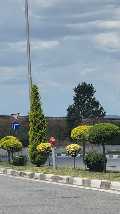 The image depicts a roadside scene with several ornamental trees and a fire hydrant. In the foreground, there is an asphalt road with a decorative curb made of alternating white and gray blocks. Several neatly trimmed, round trees with vibrant green and yellow foliage are planted behind the curb, interspersed with patches of grass and a small, dark green bush.

To the left of the ornamental trees, a tall, slender, green cypress tree stands prominently. Next to the cypress tree, a traffic sign with a red triangle indicating caution and a blue circular sign with a white arrow pointing right are visible. A tall, silver pole, likely a streetlight, is positioned behind these signs. A red fire hydrant is situated between the cypress tree and some of the round trees.

In the background, a dense, dark green tree with a wide canopy is visible. Further behind, a brown fence runs horizontally across the frame, with a dark, possibly asphalt or concrete barrier behind it. The sky above is filled with gray and white clouds. The overall scene suggests a landscaped area alongside a road, potentially in a park or a well-maintained public space. The provided context of Drazhevo, Bulgaria, places this scene within that geographical location. There are no people visible in the image, and no actions are being depicted.