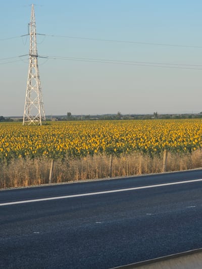 An eye-level, vertical, medium shot captures a vast field of blooming sunflowers stretching to the horizon, under a clear, light blue sky. The field is bordered by a dry, tall grass field and a fence. In the left third of the frame, a tall, white, lattice-work electricity pylon stands prominently, its cables extending across the sky. To the right of the pylon, the sunflower field dominates the midground, with individual flowers clearly discernible. In the foreground, a dark asphalt road runs diagonally across the bottom of the image, featuring a white dashed line in its center and a solid white line on its left edge, separating it from the grassy verge. The overall scene is rural and appears to be on the outskirts of the village of Zagortsi, Bulgaria. There are no people or animals visible in the image.