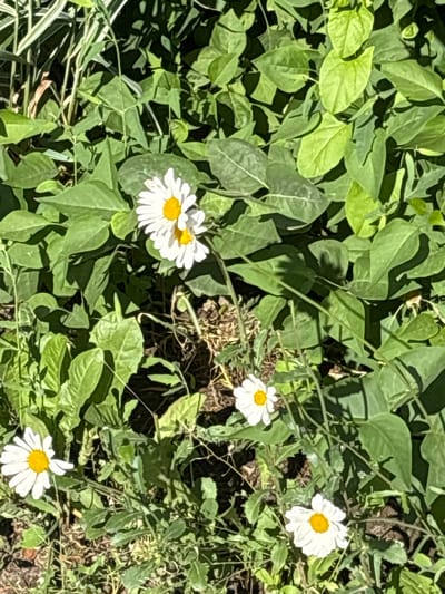 A high-angle shot captures a cluster of white daisies with yellow centers nestled amongst lush green foliage. The flowers are in various stages of bloom, with some fully open and others partially closed. The surrounding leaves are a vibrant green, some broad and heart-shaped, others more delicate and serrated. Sunlight filters through the leaves, casting dappled shadows on the ground below, which appears to be a mix of dark soil and dried vegetation. The scene is set in a natural outdoor environment, likely a garden or park, in the city of Sloboda, Russia. There are no people or discernible human activity present in the image.