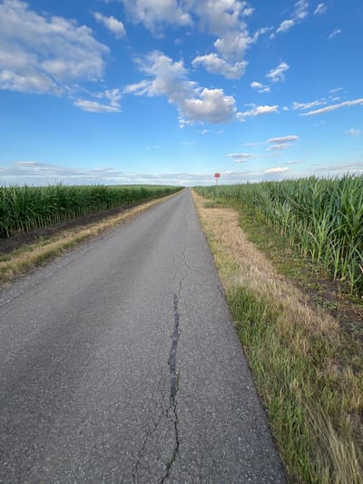 A rural paved road stretches into the distance through a flat landscape. On either side of the road are dense fields of tall green corn. The sky is a vibrant blue with scattered white cumulus clouds. In the distance, a small red and white sign is visible on the right side of the road. The road itself appears weathered with a prominent crack running down its center. The surrounding environment is characterized by agricultural land under a clear sky. This scene depicts a view of the countryside near the town of Měnín, Czechia.
