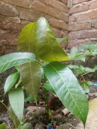 A young plant with vibrant green leaves grows against a backdrop of a weathered brick wall in Reudeupbluek, Indonesia. The plant's leaves, some partially unfurled, display prominent veins. In the background, other smaller green plants are visible, nestled amongst rocks and soil. The scene captures a quiet moment of natural growth in an urban setting, with the textured brick wall providing a contrast to the soft foliage. There are no people or animals clearly visible in the image.