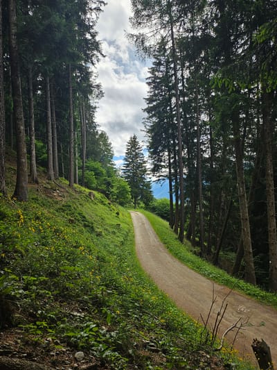 The image depicts a narrow, winding dirt path through a dense forest in the mountains near Pontagna, Italy. Tall, slender evergreen trees line both sides of the path, their dark green foliage creating a shaded canopy overhead. The ground beside the path is covered in lush green grass and scattered with small yellow wildflowers. In the background, the sky is partly cloudy with patches of blue visible. The path itself is unpaved and appears to be made of gravel and dirt. There are no people or animals visible in the image, and the scene is one of natural tranquility. The specific location is a forest trail, likely a hiking or biking path, characterized by its remoteness and natural beauty.