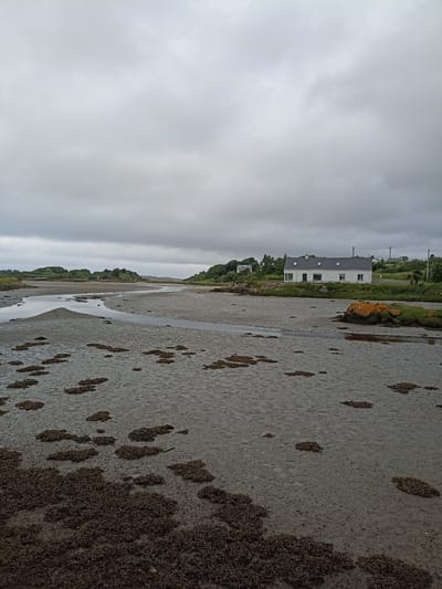 This media file depicts a landscape scene in Annagry, Ireland, under an overcast sky. The foreground is dominated by a muddy tidal flat, scattered with clumps of dark seaweed and shallow pools of water. A winding stream or channel cuts through the mud.
In the middle ground, a white house with a dark roof and several dormer windows is visible on a slight incline. The house has a green door and several windows. It is situated amongst lush green vegetation and trees. A road runs behind the house, and a fence borders the property. To the right of the house, a large rock covered in orange lichen sits at the edge of the vegetation.
The background features rolling hills covered in green vegetation and scattered trees, extending towards the horizon. The sky is filled with heavy, grey clouds, suggesting a cool or potentially rainy day. The overall atmosphere is calm and serene, characteristic of a rural coastal environment. There is no visible text within the image.