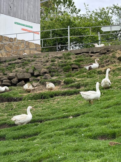 A landscape photograph shows a grassy hillside populated by a flock of geese. A structure on the left displays the hashtag #FERMAEIKZARHO in green, and #ФЕРМАЭКЗАРХО in orange. The location is the city of Progress in Russia.