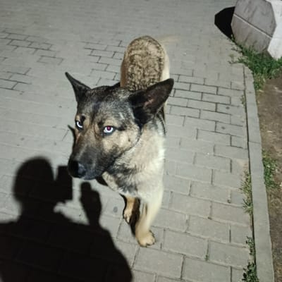 A medium-sized dog with black and tan fur stands on a paved surface at night in Yazovo, Russia. The dog is facing away from the camera, looking upwards and to the left. Its eyes are a striking blue with red reflections. A shadow of a person holding a phone or camera is cast to the left of the dog, indicating the photographer. In the background, to the right, a concrete block is partially visible, with grass growing along the edge of the pavement. The paving stones are rectangular and laid in a regular pattern. The lighting suggests an outdoor urban environment.