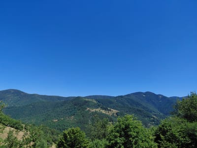 The image depicts a panoramic view of rolling, forested mountains under a clear blue sky. The foreground features a dense canopy of green trees, with some appearing to be fruit-bearing, as indicated by small, light-colored fruits on branches in the lower left. A dry, grassy slope is visible on the left, suggesting a terraced or cleared area within the mountainous terrain. The midground and background are dominated by layered mountains covered in lush green forests, with some lighter patches suggesting clearings or sparser vegetation on their slopes. The overall impression is of a serene, natural landscape. The location is identified as being in the city of Dryanovets, Bulgaria. There are no people or animals visible in the image.