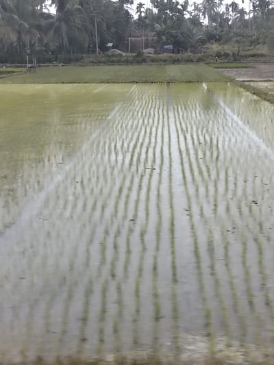 The image depicts a flooded rice paddy in Blang Mee, Indonesia. The field is filled with shallow water, reflecting the sky and the surrounding vegetation. Rows of young rice seedlings are clearly visible, planted in neat lines across the paddy. In the background, there are trees, including palm trees, and a few buildings, suggesting a rural setting. The scene is serene and agricultural, indicative of the farming landscape in the region.