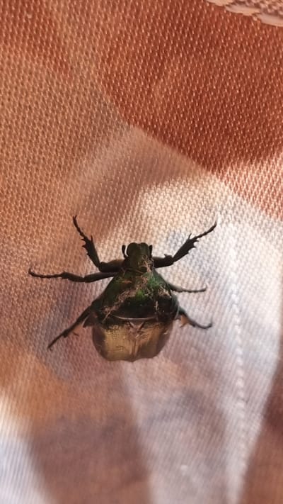 A large, iridescent green and gold beetle is positioned centrally on a textured fabric surface. The fabric appears to be draped and has a woven pattern. The beetle is viewed from a top-down perspective, with its legs splayed outwards. The lighting creates a slight sheen on the beetle's exoskeleton and casts a subtle shadow. There is no indication of the city of Верзилово, Russia, or any human presence in the image.